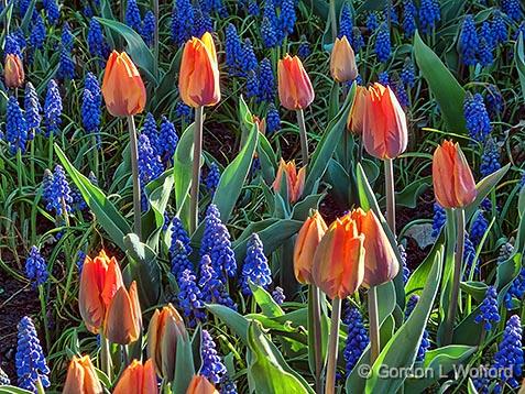 Tulips Among Bluebells_DSCF02080.jpg - Photographed at the 2013 Canadian Tulip Festival in Ottawa, Ontario, Canada.